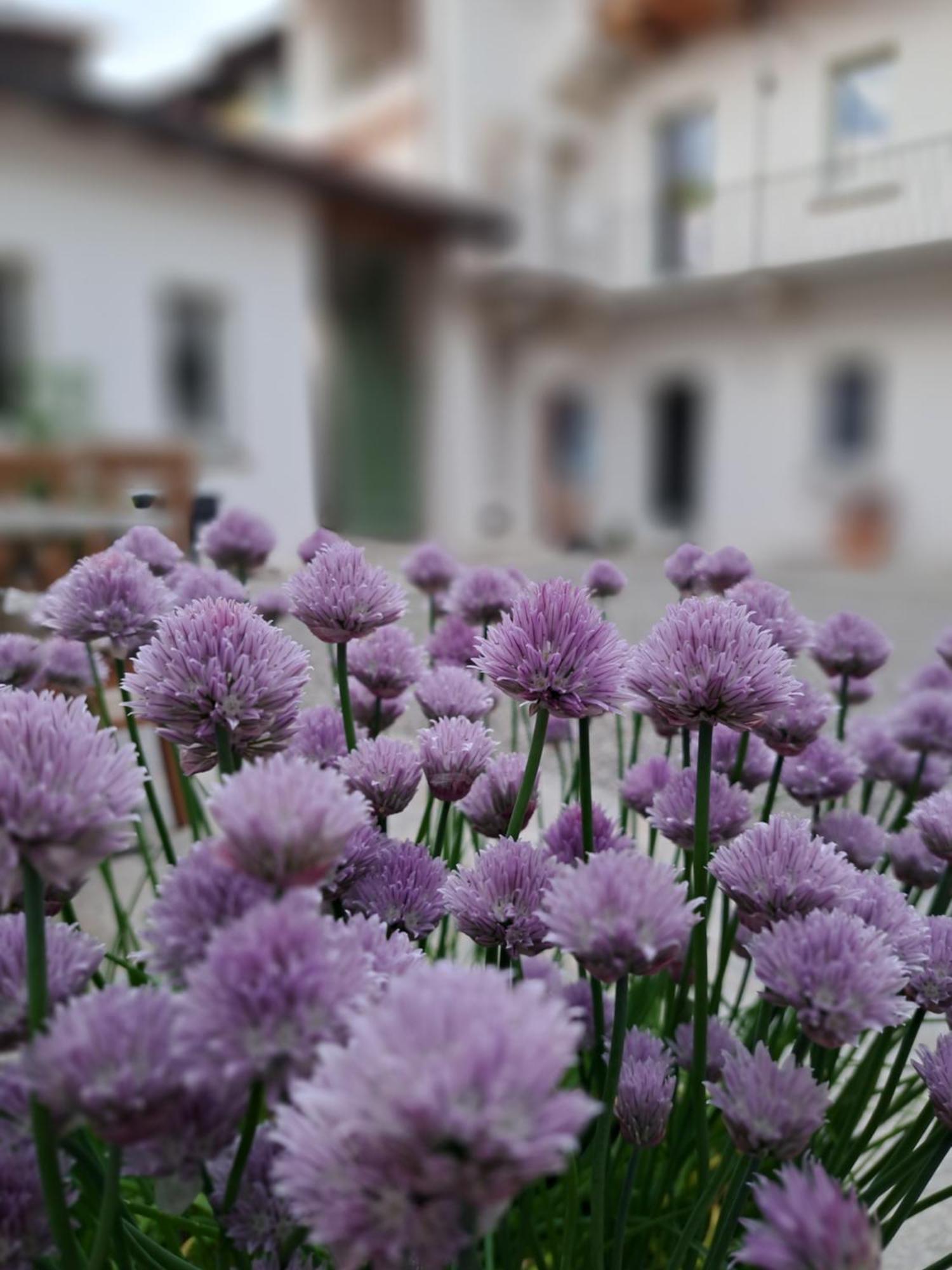 B&B Il Cortile Soriso Екстериор снимка